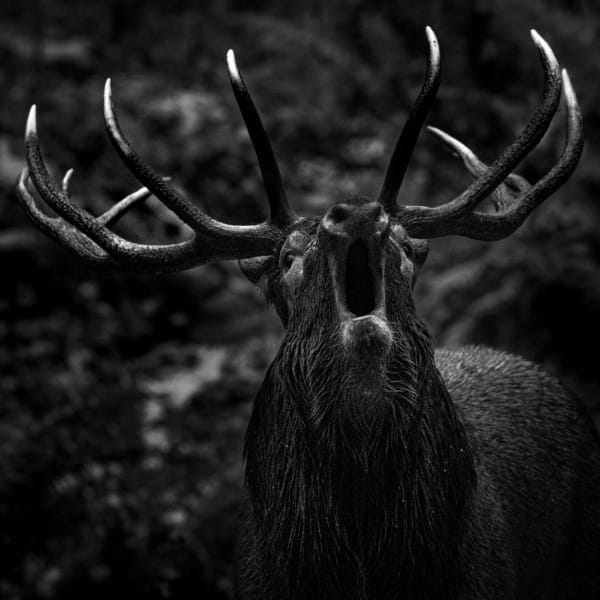 HÉRITAGE Neil Villard, photographie | François Duruz, aquarelle