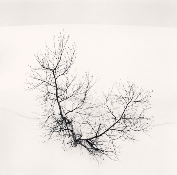 Michael Kenna, Ayakos Tree, 2008