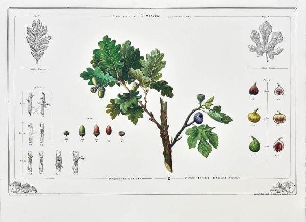 AHMET DOĞU İPEK, T-Vaccination: Acorn and Fig, 2019