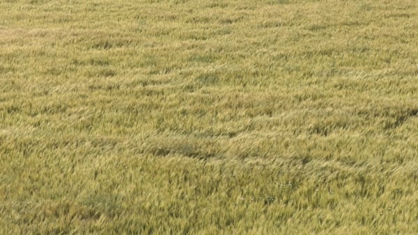 HALE TENGER, “An ordinary afternoon that tilted the plains” , 2019