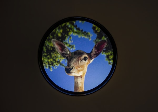 HALE TENGER, “Magic is the mirror of a deer”, 2019