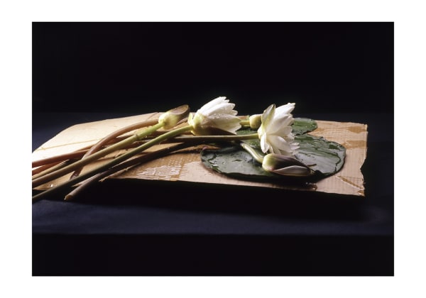 ANİ ÇELİK AREVYAN, Nature - Morte, Water Lily #1, 2005