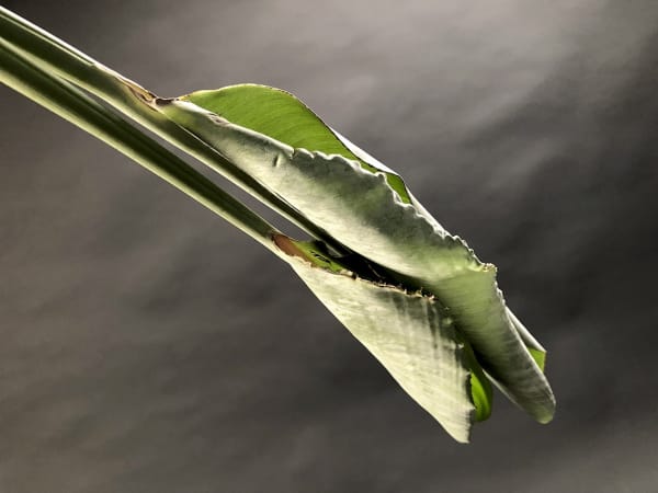 ANİ ÇELİK AREVYAN, Nature on Canvas #8, 2020