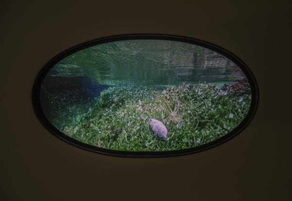 HALE TENGER, “Sky is the magic of a fish” , 2019