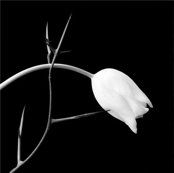 ROBERT MAPPLETHORPE: 1979- 1989 CURATED BY SERRA YENTÜRK