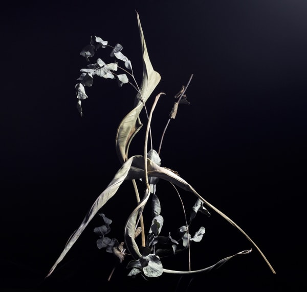 ANİ ÇELİK AREVYAN AT ADAS