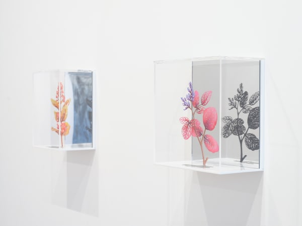 Flora & Fauna Zadok Ben-David