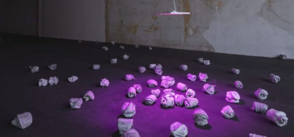 Rurais, Installation image, Courtesy of the Artist