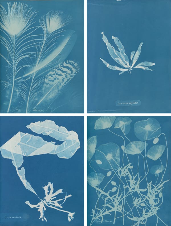 Anna Atkins’s pioneering images, clockwise from top left: “Peacock” (1861), “Laminaria phyllitis” (1844-45), “Papaver rhoeas” (1861), and “Alaria esculenta” (1849-50).via Hans P. Kraus Jr., New York (top left and bottom right); The New York Public Library, Astor, Lenox and Tilden Foundations