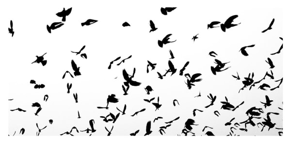 William Dalrymple, Untitled, 2016