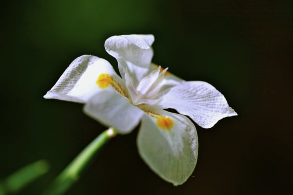 Flower Series