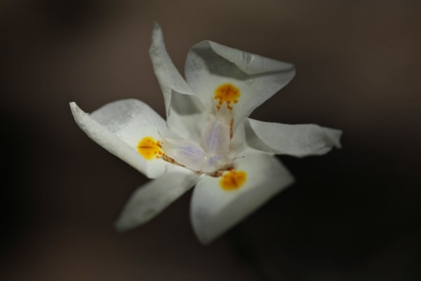 Nicolas Pittman, Untitled, 2013