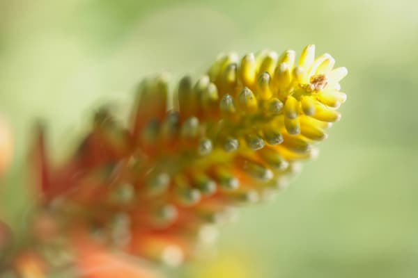 Nicolas Pittman, Untitled, 2013