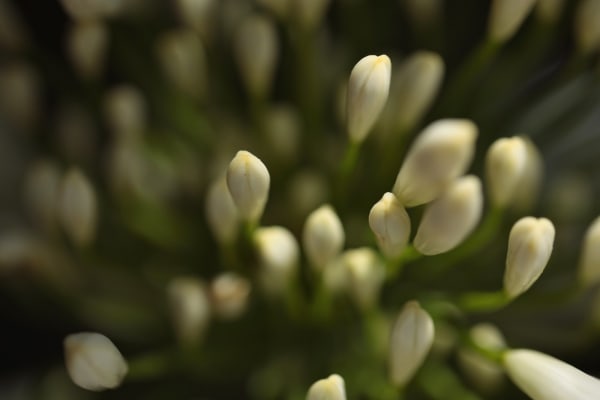 Nicolas Pittman, Untitled, 2013