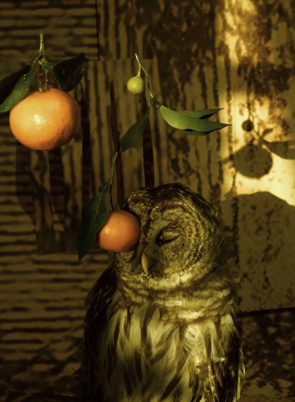 Sheida Soleimani, “The Blind Owl”, 2023, Archival pigment print, 14 x 11 in