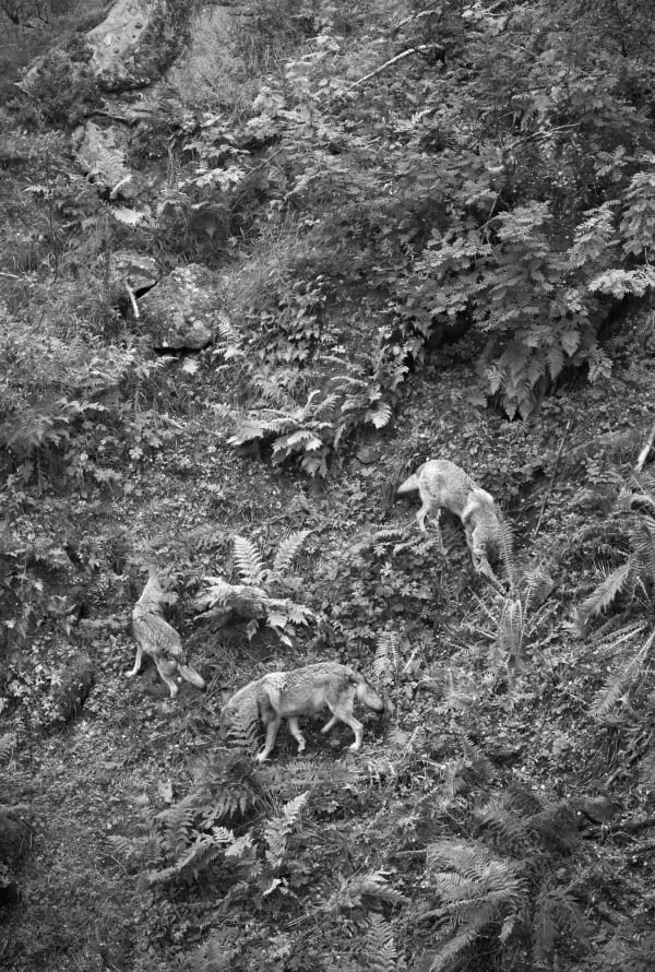 Two wolves in a black and white image roaming around on a hill looking for food