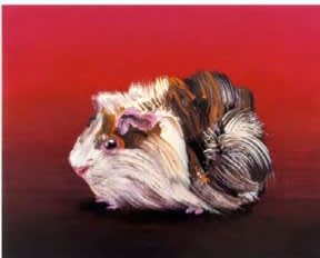guinea pig on red background