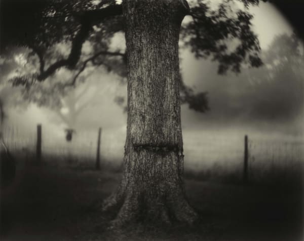 Sally Mann Deep South Untitled Scarred Tree, photograph of tree with scar in trunk and fence in background from National Gallery of Art's exhibition Sally Mann A Thousand Crossings