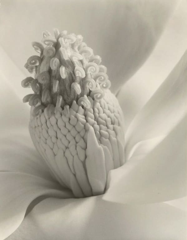 Imogen Cunningham photograph of a magnolia blossom with tight focus on stamen