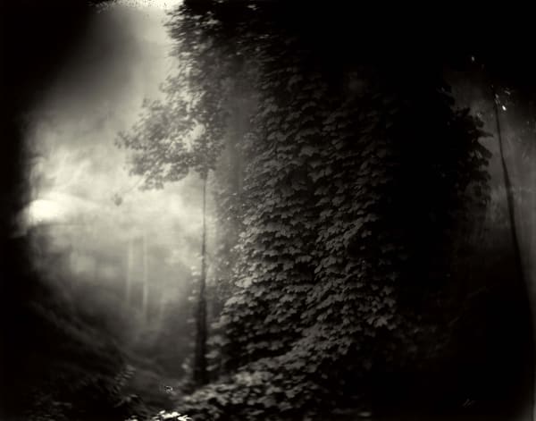 Sally Mann photograph of ivy and trees, Southern landscape taken in Georgia