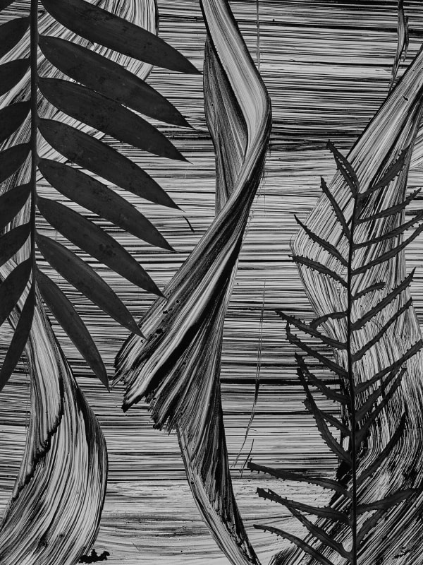 cliché-verre print of ferns by Abelardo Morell