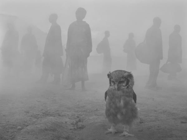 Owl in fog