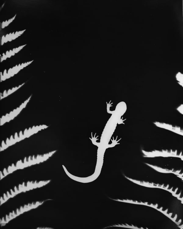 Zana Briski photogram of a salamander and ferns