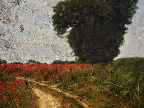 red poppy flowers and large tree on right hand side as projected through a tent-camera onto the ground near Vetheuil, France, by Abelardo Morell