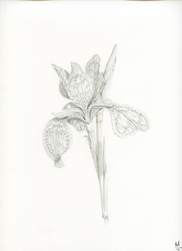 Iris - Effloraison d'Horta by Marc Brousse, 2024