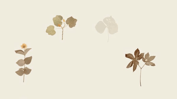 Video still from HERBARIA, 2024, Digital video, 10 minutes, Edition of 3 plus 1 AP