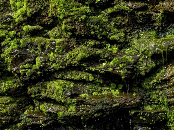 Wanda Mines, Argentina, 2009