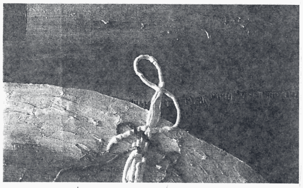 New York Times, Helen Harrison