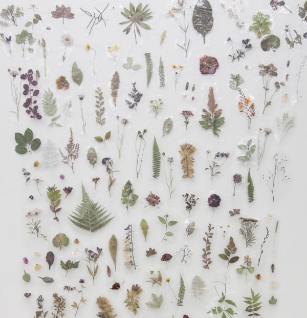 ARNA ÓTTARSDÓTTIR Untitled, 2014 mixed media, local flora pressed in plastic dimensions variable