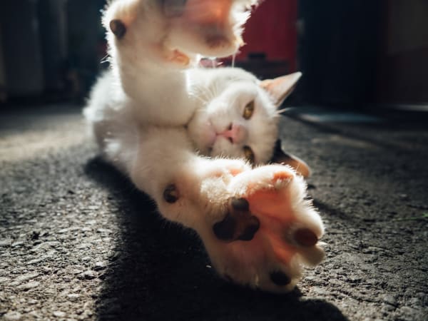 NEKO Project - Shinji Otani - Untitled, 2018