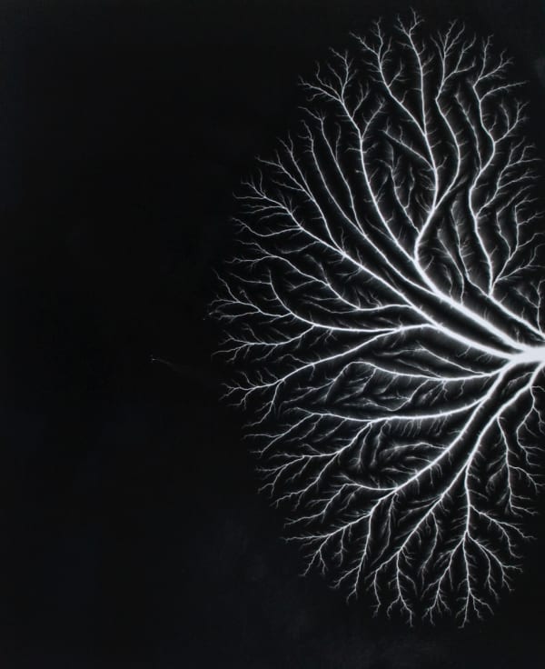 Hiroshi Sugimoto - Talbotized 004, 2012