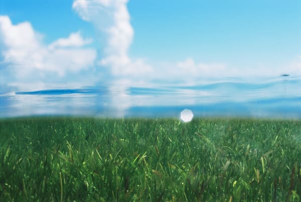 Masanori ikeda - Double Nature 5, 2017