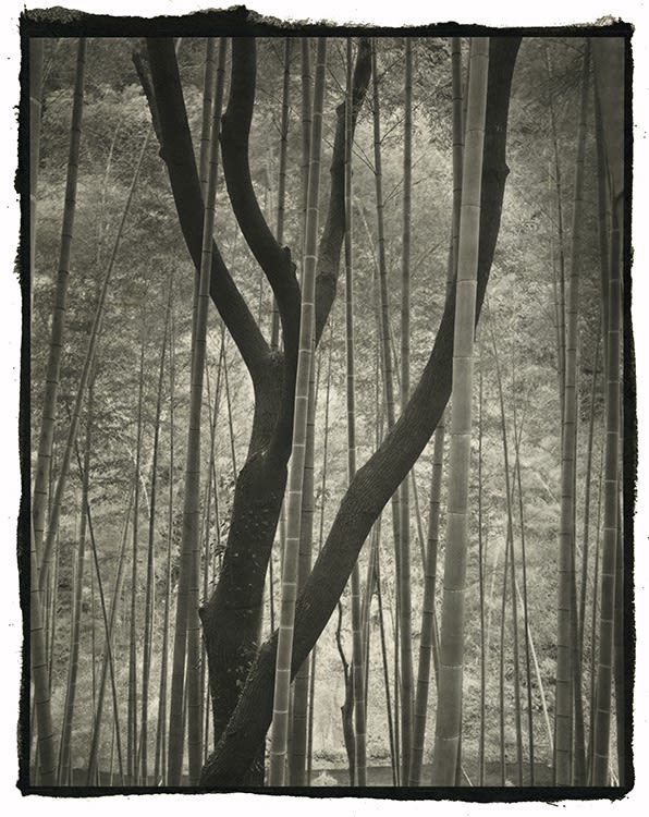 Nobuyuki Kobayashi - hanabi, 2020