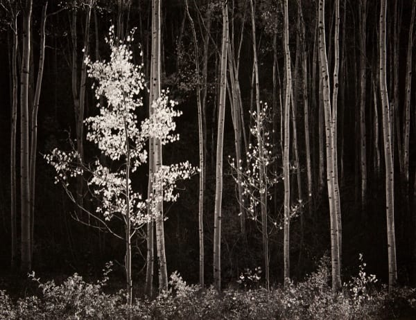 Various International Artists - Jeanloup Sieff - Jeanloup Sieff - Affiches sur un Mur, c1980