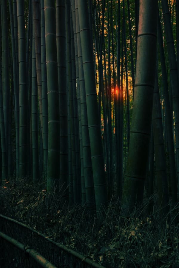 #31 Subtle Shadows of Bamboo on Bamboo - Albarrán Cabrera
