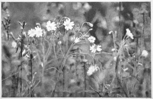 Spring Drawing II 2008 pencil on card 16 x 25 cm (page size)