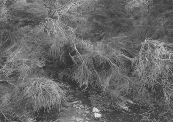 'Source du Lot no.2 - Early Spring' Near Le Bleymand, Lozere District, The Massif Central, France 1996-2004 silver gelatin print, hand toned & printed by the artist in an edition of 3 43cm x 60cm [image size]