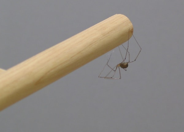 Fair Proposal no. 9: Spiders Saturday 16 June 2007