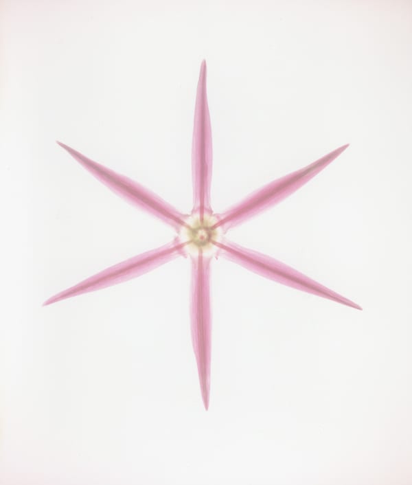 Garry Fabian Miller, 'Giant Allium', July 6th 1997, Light, flower, dye destruction print 22.9 x 19.3 cm print size 44.2 x 35.7 cm framed