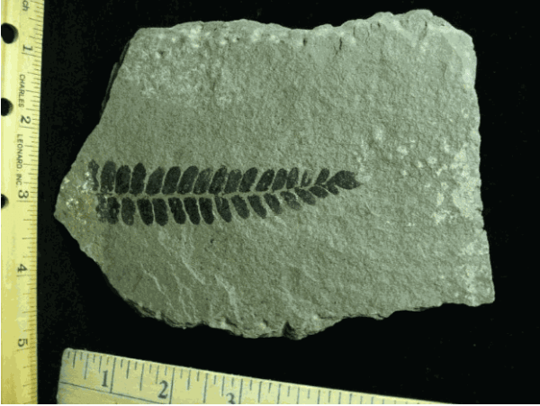 Fossil plants in carbonaceous shale (top of Pottsville Formation, Middle Pennsylvanian; old coal mine ENE of St. Clair, Pennsylvania, USA), 2014.