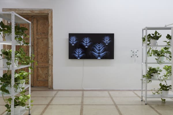 Installation view of Touch Nature at /SAC Bucharest, 2024. Photograph by New Folder Studio.