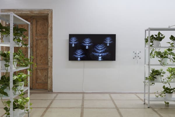 Installation view of Touch Nature at /SAC Bucharest, 2024. Photograph by New Folder Studio.