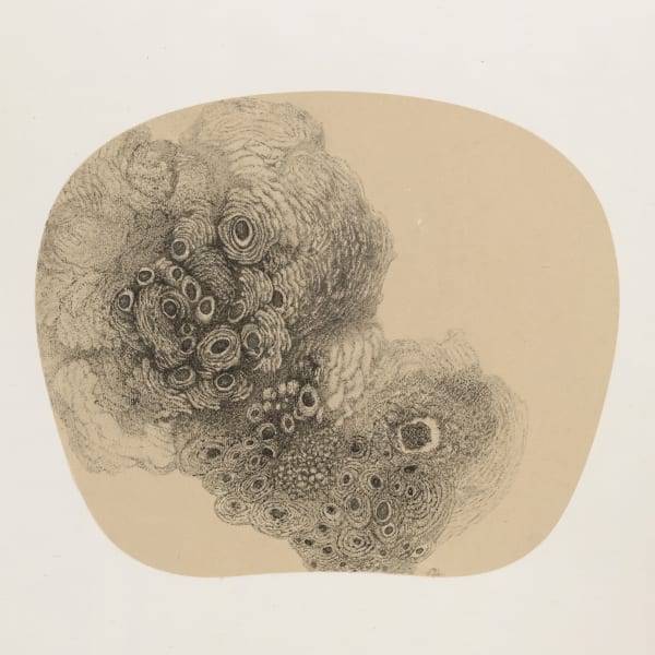 Bingyi 冰逸, Fairies 百妖图, 2012-2015