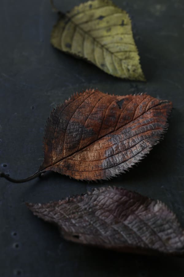 2 3 B17304 Cherry Red Leaf