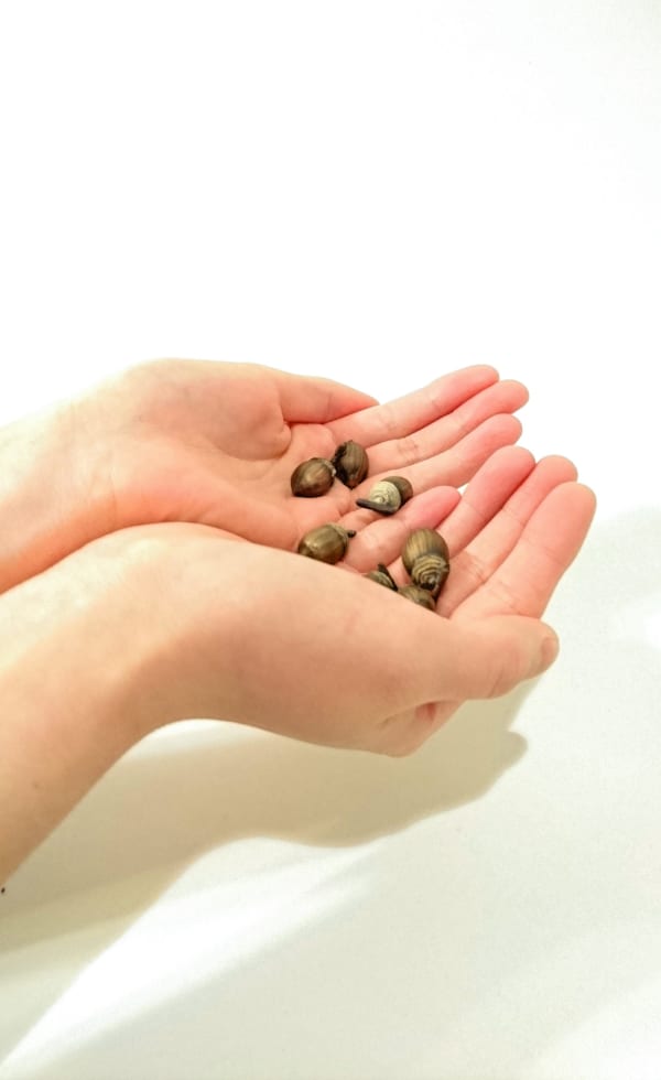 36 42 2 Acorn Single Group Image