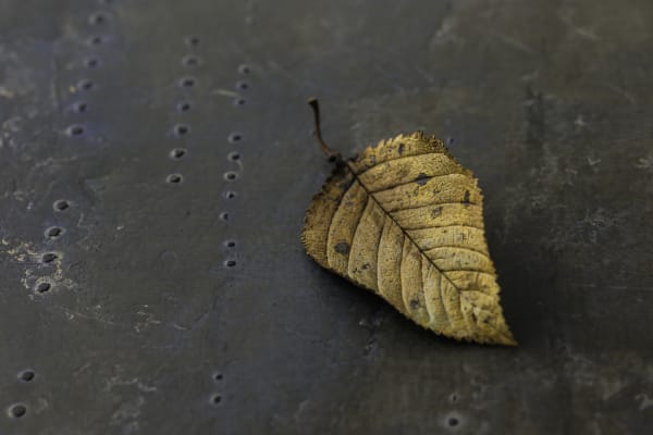 3 3 B17305 Cherry Red Leaf